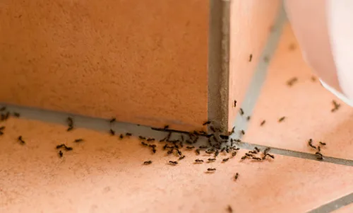 Pest control service photo