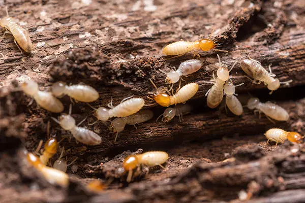termites crawling on and around a piece of wood. 