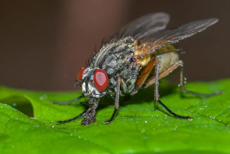 a close up image of a fly