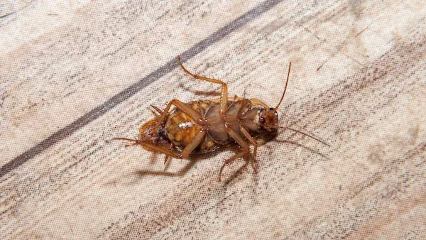 Preston Pest Service technician