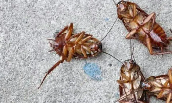 Close-up image of a cockroach.